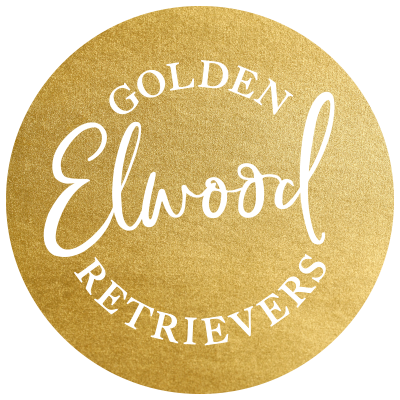 Elwood Golden Retrievers